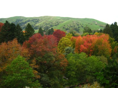 Eastwoodhill autumn