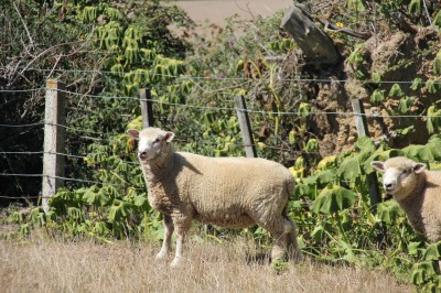The struggling pumpkins provide a splash of green.....