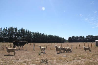 Calfie and the remains of our sheep flock (the freezer is full)