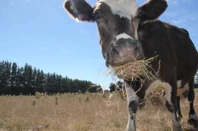 Calfie (11 year old cow) with some hay