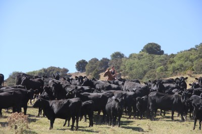 Smedley cattle cadets3