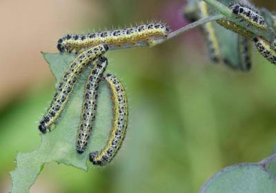 Taken from the DOC website