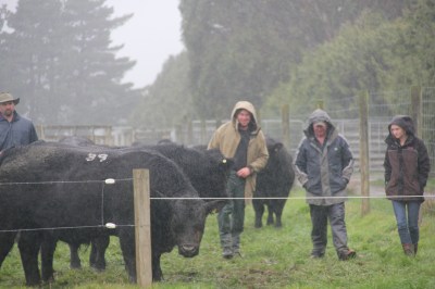 Mt Mable bulls rain2