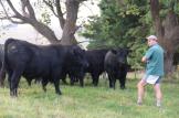 Dandaloo bulls3